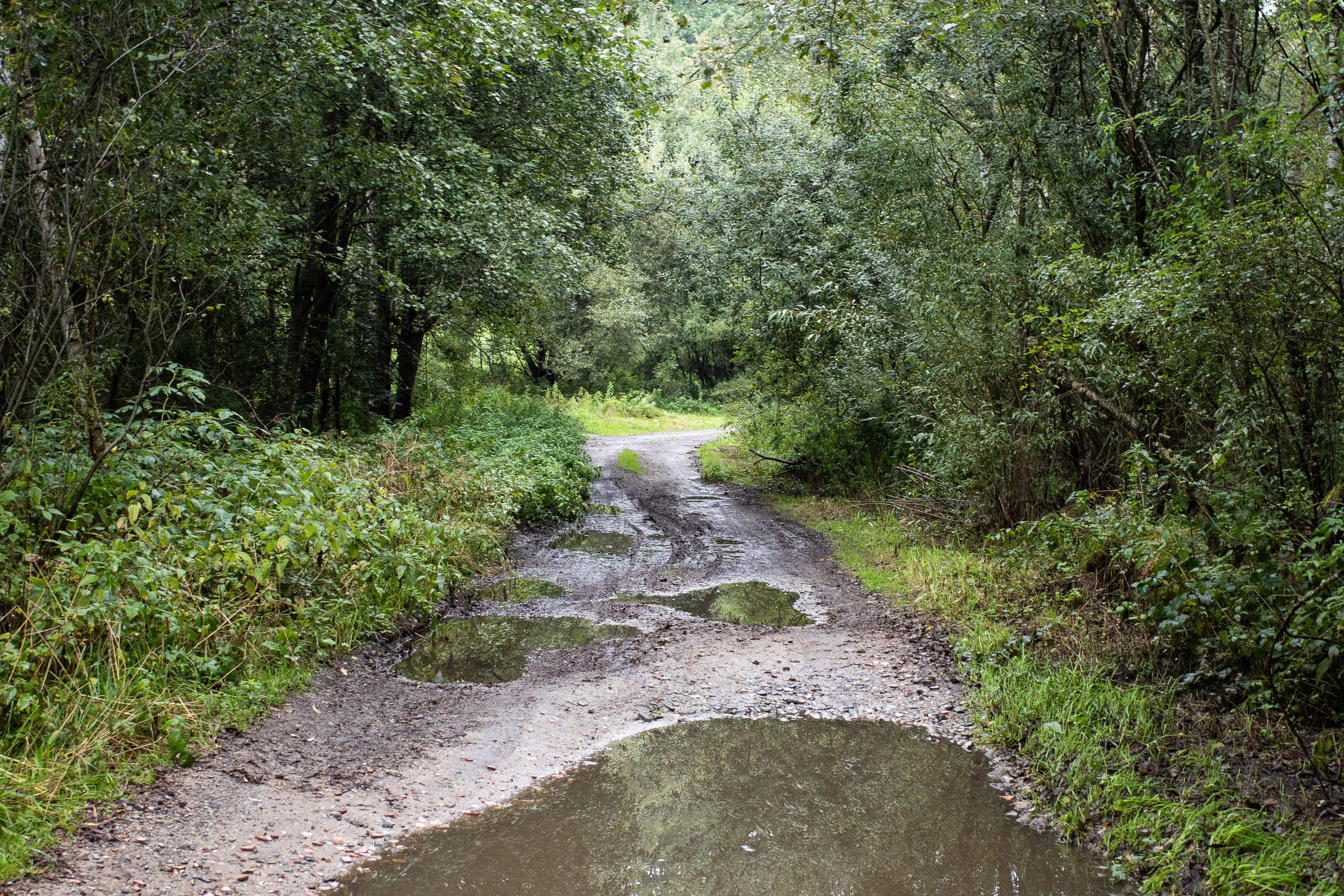 Schlammiger Waldweg voller Pfützen – hier muss man durch